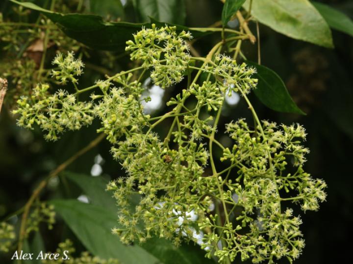 Koanophyllon hylonomum