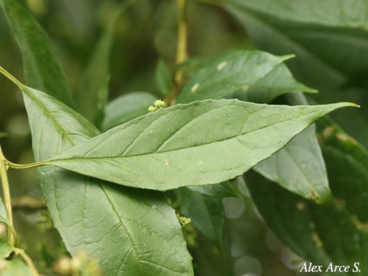 Koanophyllon hylonomum