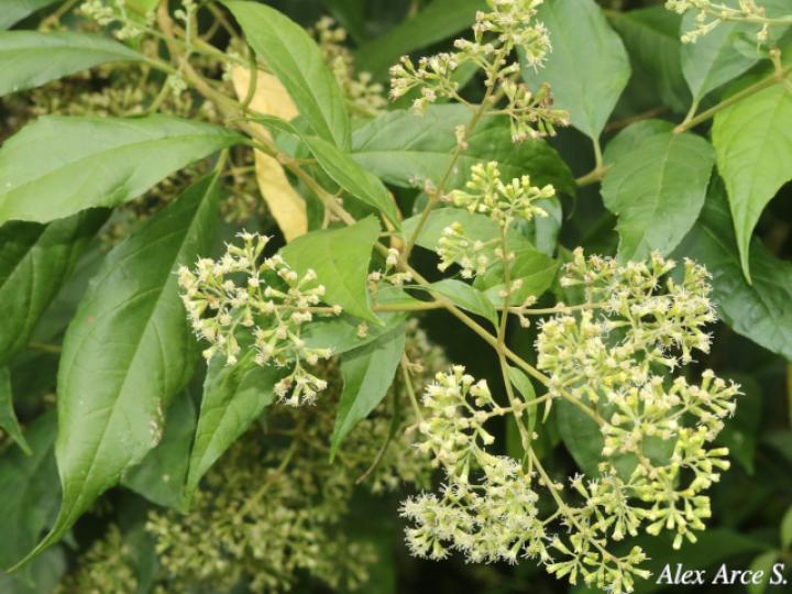 Koanophyllon hylonomum