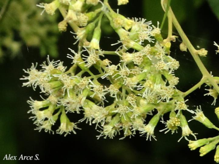 Koanophyllon hylonomum