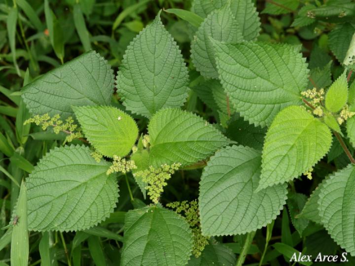 Laportea aestuans (Ortiga)