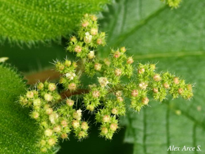 Laportea aestuans (Ortiga)