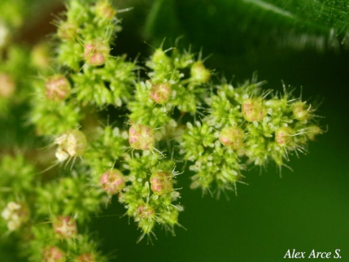 Laportea aestuans (Ortiga)