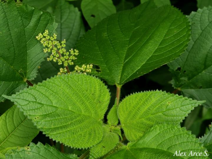 Laportea aestuans (Ortiga)