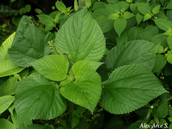 Laportea aestuans (Ortiga)