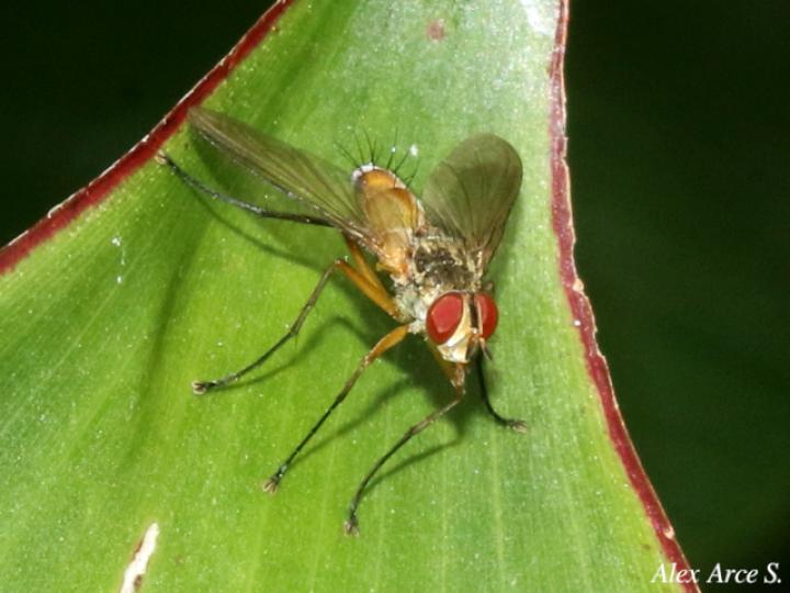 Leskia sp