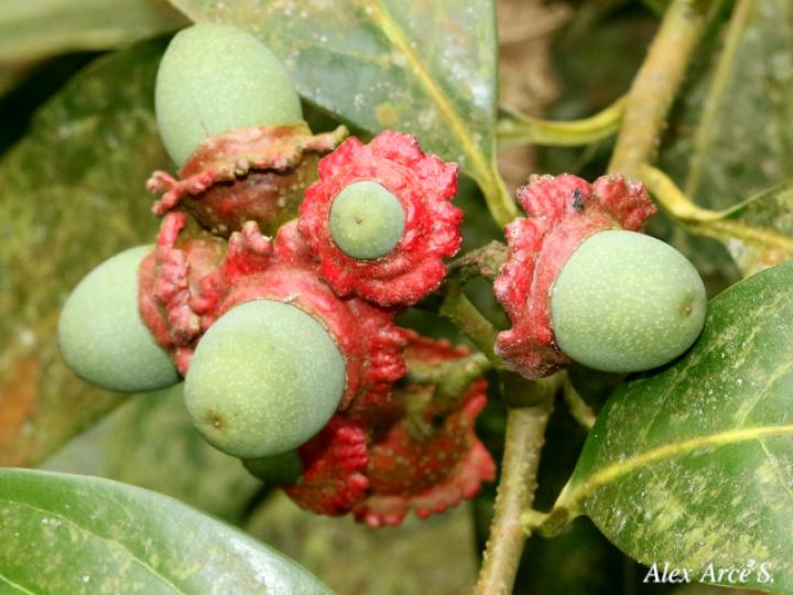 Licaria misantlae