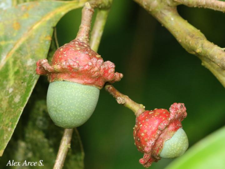 Licaria misantlae