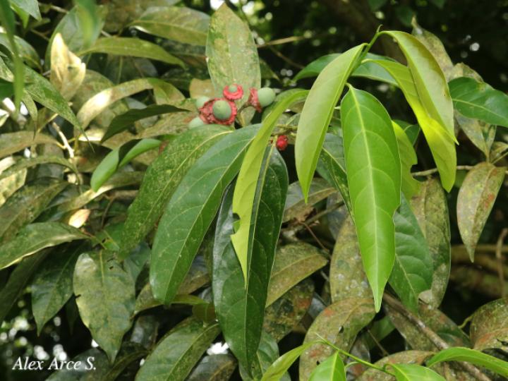 Licaria misantlae