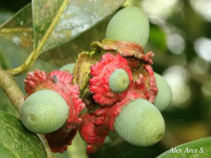 Licaria misantlae