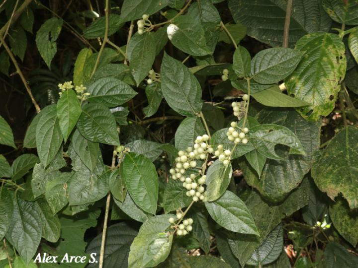 Lycianthes multiflora