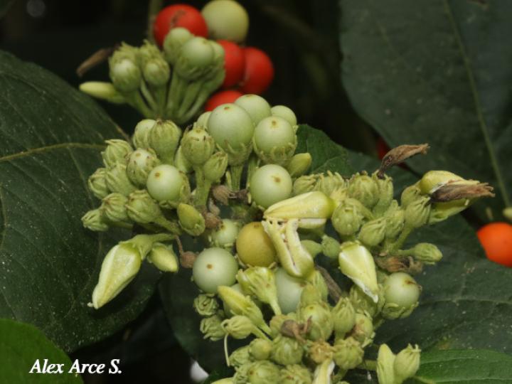 Lycianthes multiflora