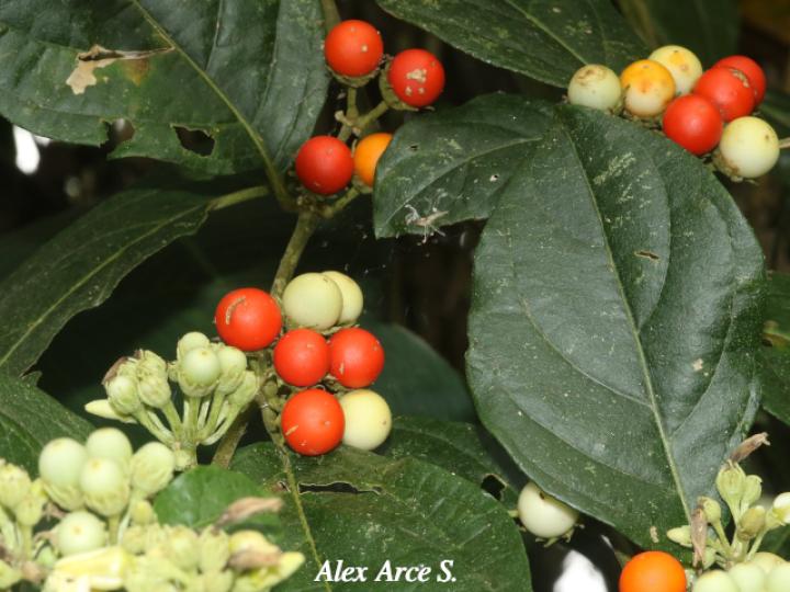 Lycianthes multiflora