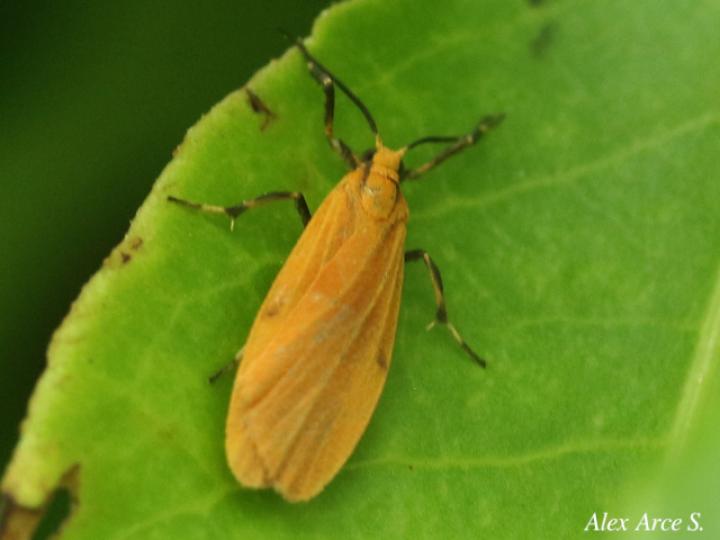 Lycomorphodes sordida