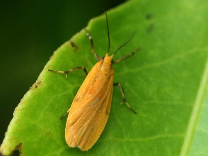 Lycomorphodes sordida
