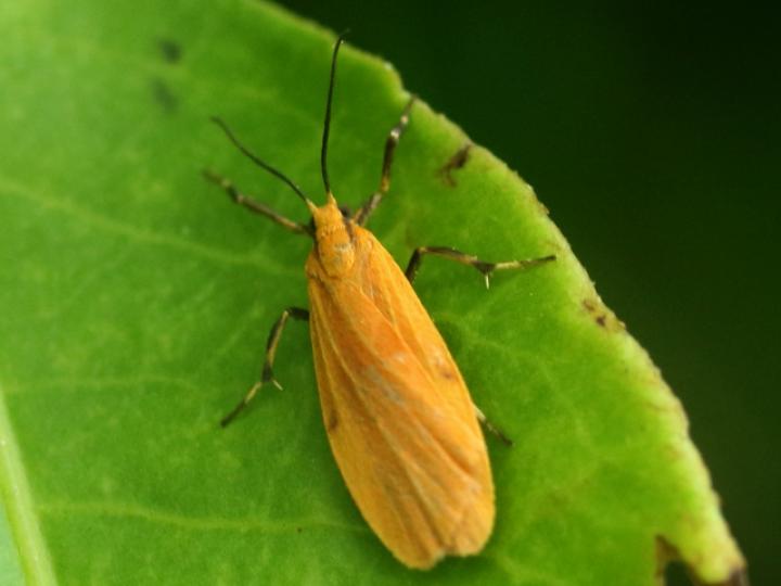 Lycomorphodes sordida