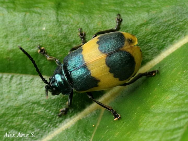 Monocesta ducalis