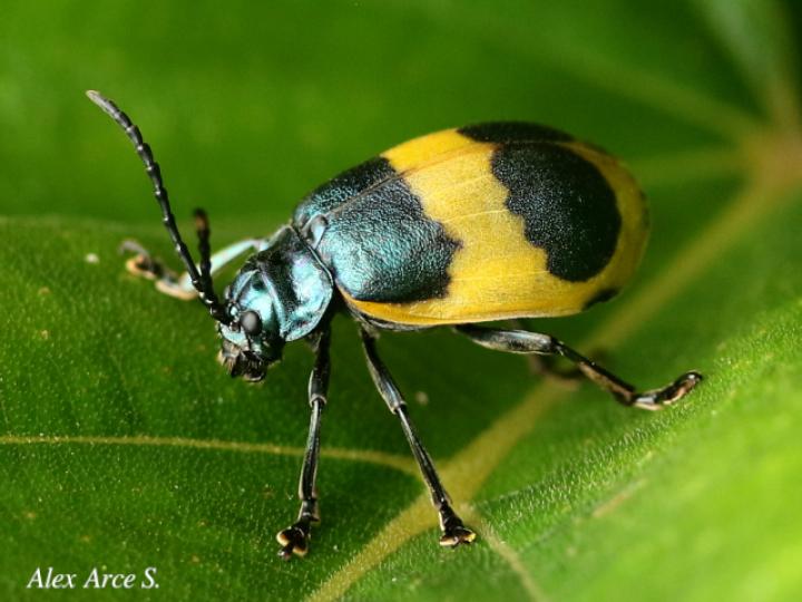 Monocesta ducalis