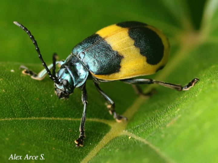 Monocesta ducalis