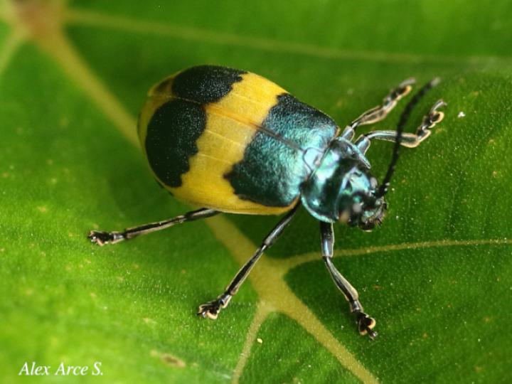Monocesta ducalis