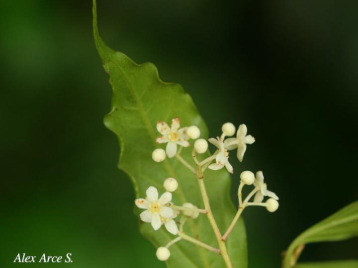 Nectandra umbrosa