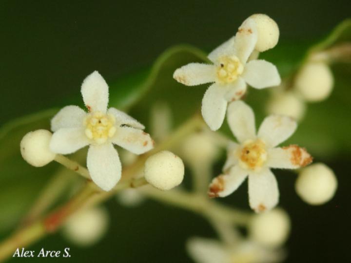Nectandra umbrosa