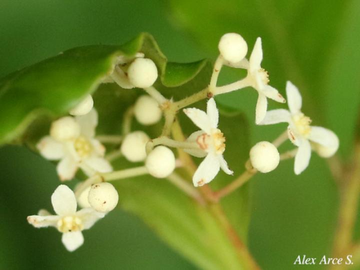 Nectandra umbrosa