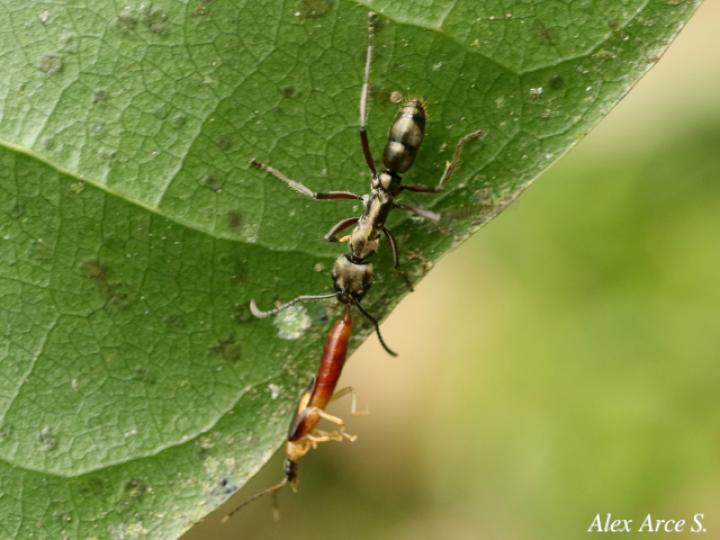 Neoponera villosa