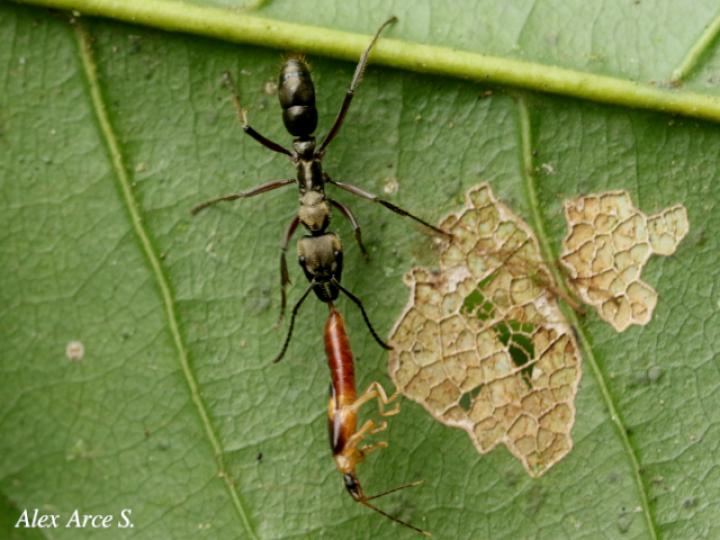Neoponera villosa