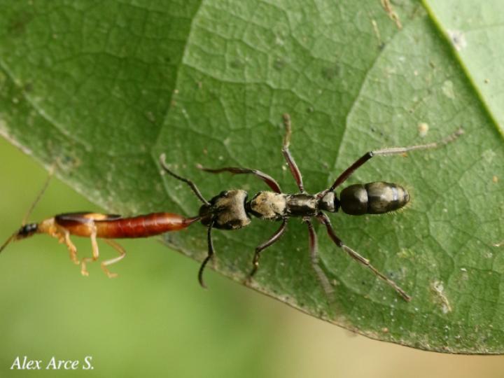 Neoponera villosa