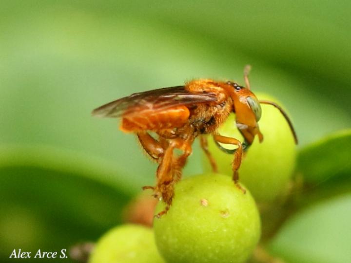 Partamona musarum