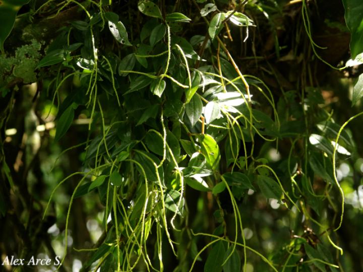 Peperomia glabella