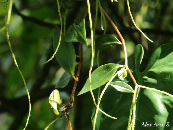Peperomia glabella