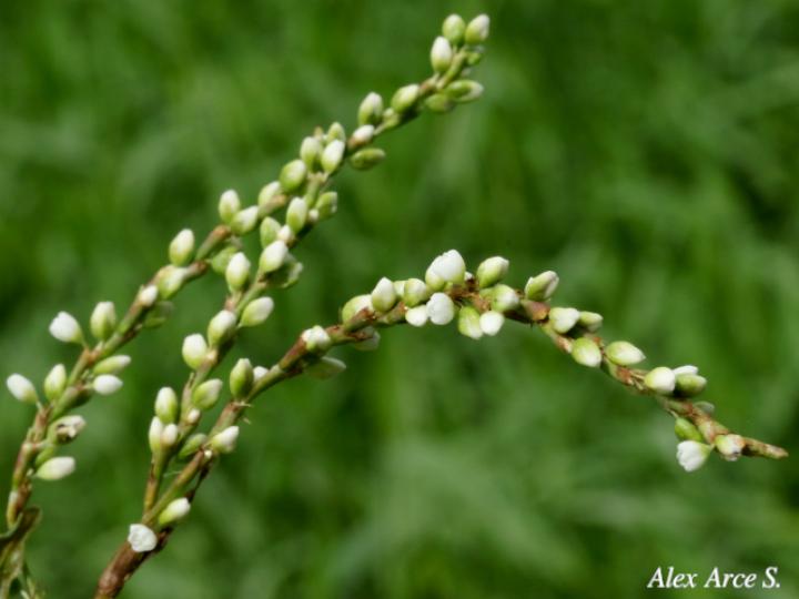 Persicaria punctata (Chile de perro, Comida de culebra)