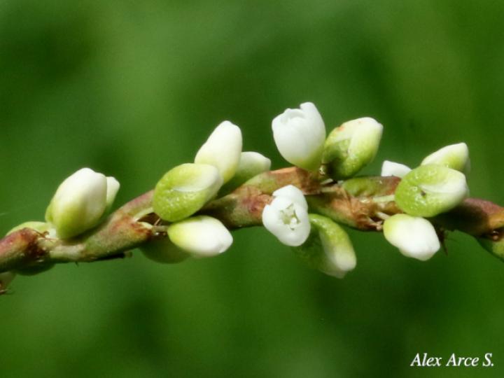 Persicaria punctata (Chile de perro, Comida de culebra)