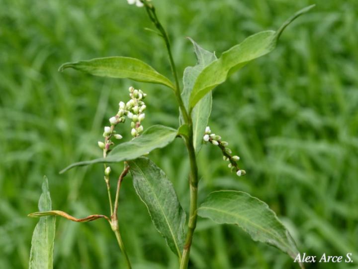 Persicaria punctata (Chile de perro, Comida de culebra)