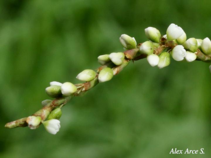 Persicaria punctata (Chile de perro, Comida de culebra)