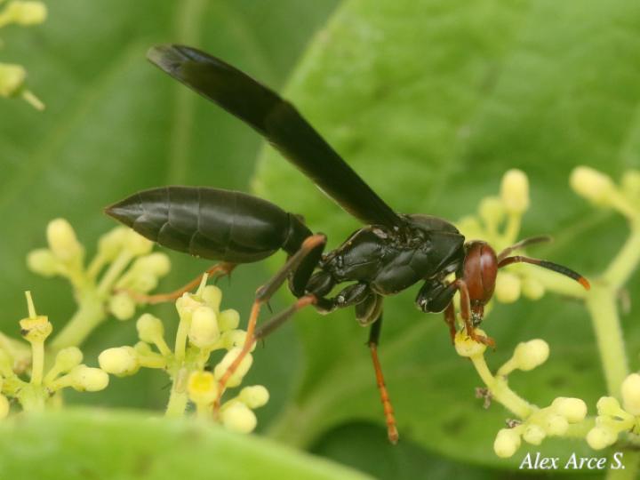 Polistes erythrocephalus (Avispa de papel cabeza roja)