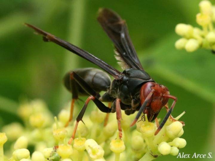 Polistes erythrocephalus (Avispa de papel cabeza roja)