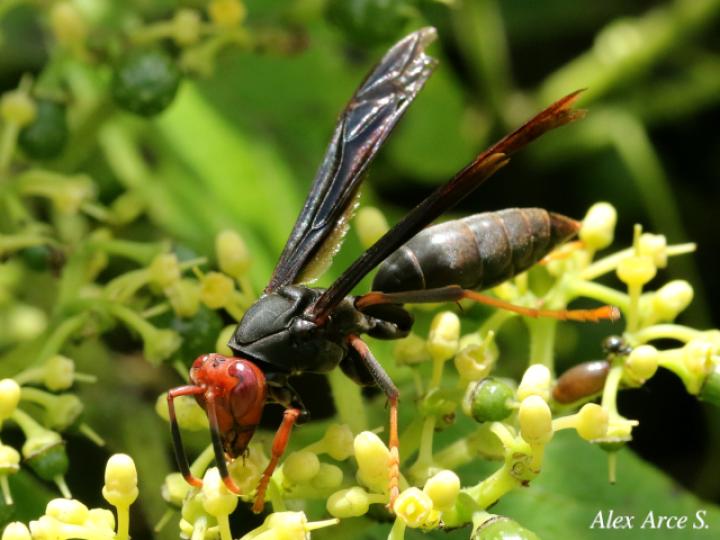 Polistes erythrocephalus (Avispa de papel cabeza roja)