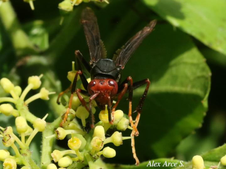 Polistes erythrocephalus (Avispa de papel cabeza roja)