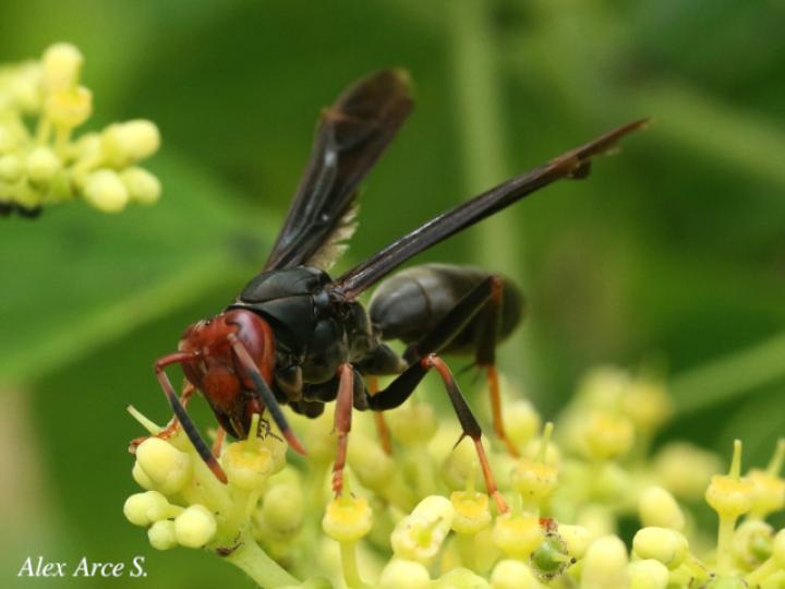 Polistes erythrocephalus (Avispa de papel cabeza roja)