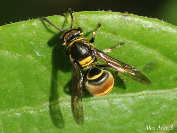 Protopolybia panamensis