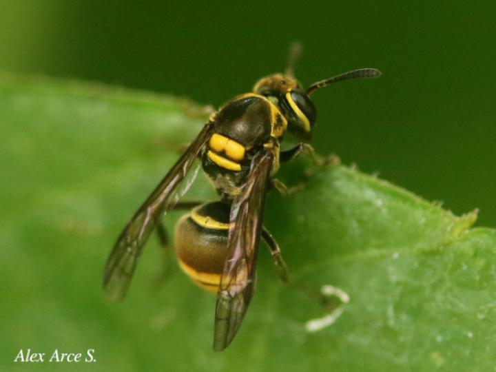 Protopolybia panamensis