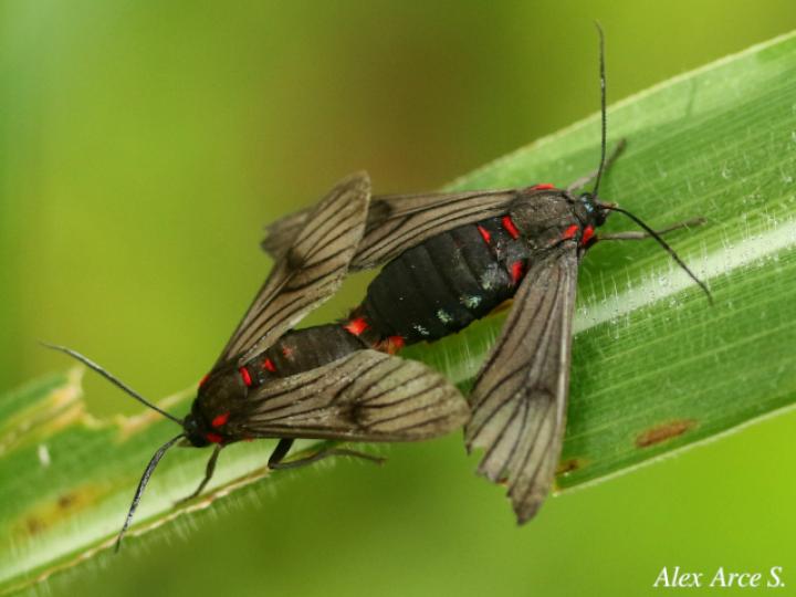 Saurita nigripalpia