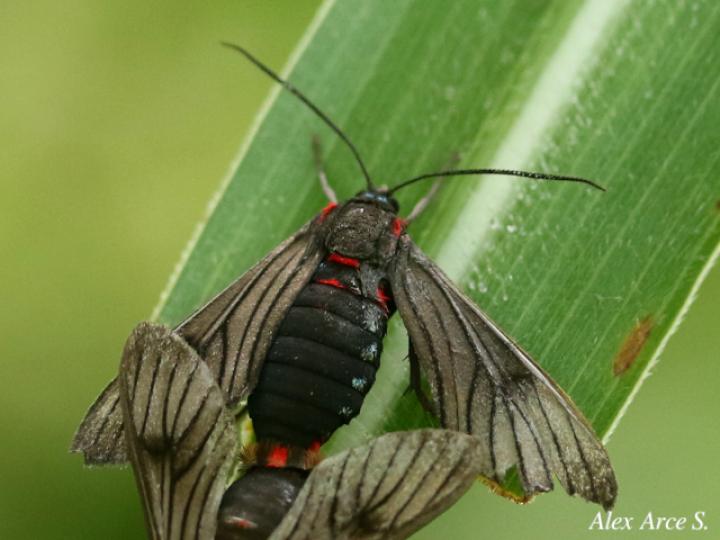Saurita nigripalpia