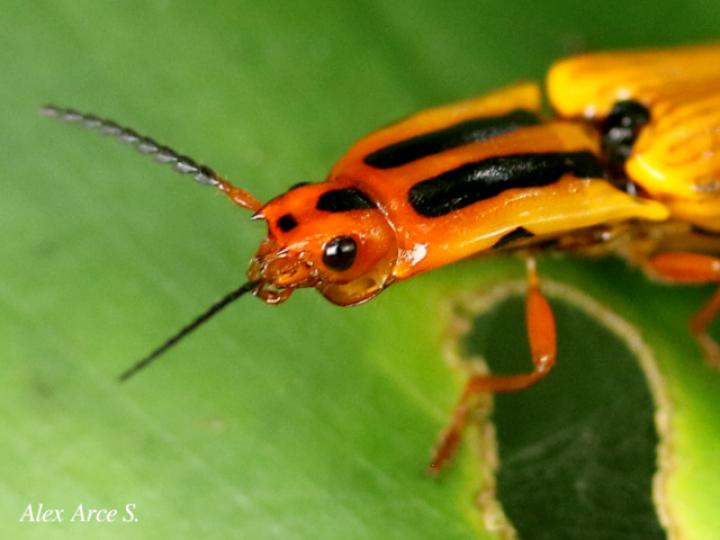 Semiotus lafertei (Cocuyo)