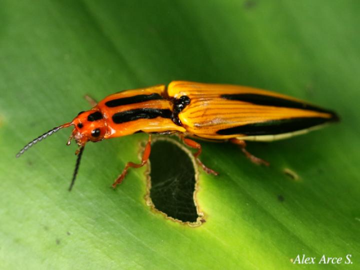 Semiotus lafertei (Cocuyo)