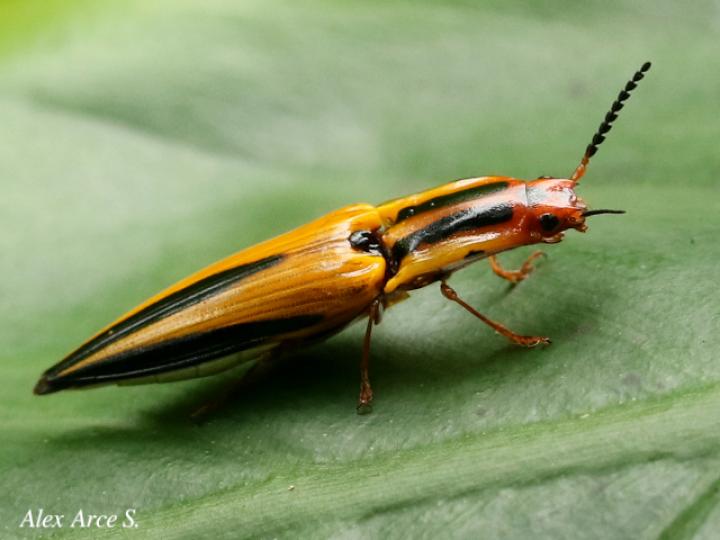 Semiotus lafertei (Cocuyo)