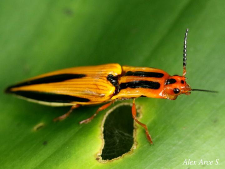 Semiotus lafertei (Cocuyo)